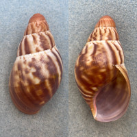#1 Archachatina marginata 61.6mm F++ Bioko, Cameroon