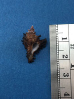 #7 20.9mm Chicoreus Brunneus Dived 20m Palawan Philippines Muricidae