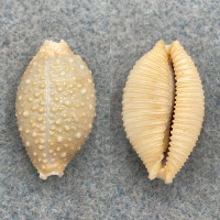 Cypraea nucleus madagascariensis 22.3mm Gem Zanzibar