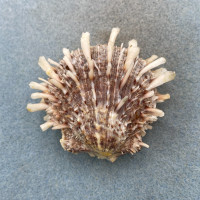 #2 Spondylus sinensis 61mm F+/++ Philippines
