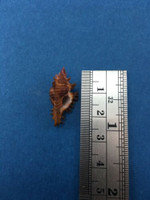 #17 24.8mm Chicoreus Strigatus Dived 20m Palawan Philippines Muricidae