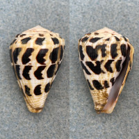 #5 Conus ebraeus 35.6mm F+ Zanzibar