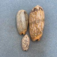 Oliva Assorted Lot 28-65mm F+ Gasmata, Papua New Guinea