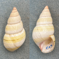 #25 Liguus fasciatus roseatus 50.2mm F+ (Tip Chip) Caxambas, Marco Island