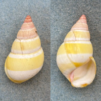 #16 Liguus fasciatus roseatus 43.9mm F+ Key Largo