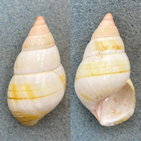 #10 Liguus fasciatus roseatus 46.2mm F+ No Data