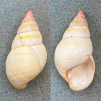 #21 Liguus fasciatus roseatus 44.4mm F+ Key Largo