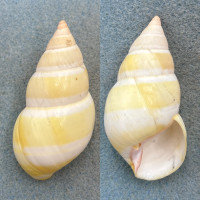 #4 Liguus fasciatus roseatus 61mm F (Hole) Central Key Largo