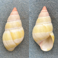 #8 Liguus fasciatus roseatus 44.9mm F++ Key Largo