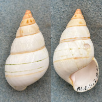 #12 Liguus fasciatus elegans 44.3mm F/+ Atoll Hammock Collected 1947