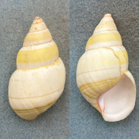 #33 Liguus fasciatus roseatus 59.8mm F/+ Key Largo