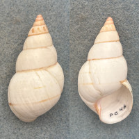 #14 Liguus fasciatus elegans 48.7mm F++ Pinecrest #46 Collected 1921