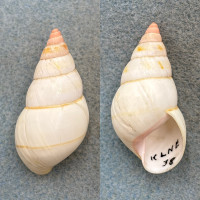 #6 Liguus fasciatus elegans 45.2mm F++ Key Largo, NE Hammock, Collected 1933