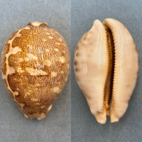 #5 Cypraea mappa 85.8mm F++ No Data