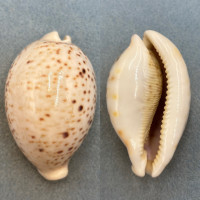 Cypraea pantherina albonitens 82.7mm F/+ (Small Hole) 3m On Sand, Dohul Dahlak