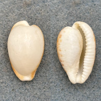 Cypraea amphithales RARE 27.5mm Dead Collected Jeffreys Bay, South Africa