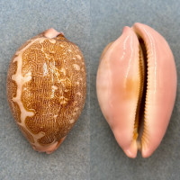 #3 Cypraea mappa 67.8mm F+ Cebu, Philippines