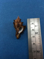 #31 33.9mm Chicoreus Strigatus Dived 20m Palawan Philippines Muricidae