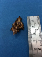 #31 33.9mm Chicoreus Strigatus Dived 20m Palawan Philippines Muricidae