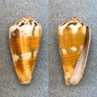 #13 Conus magus 42.5mm F+ Catbalogan, Samar, Philippines