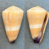 #2 Conus flavidus 54.8mm F+ Rapu-Rapu Is., Luzon, Philippines
