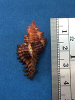 #35 33.3mm Chicoreus Strigatus Dived 20m Palawan Philippines Muricidae