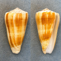 #5 Conus consors 70.3mm F++ Rapu-Rapu Island, Albay Gulf, Philippines