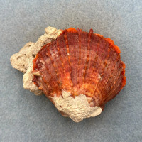 Spondylus senegalensis 72mm F+ 4fm Blue Lagoon, Sao Tome