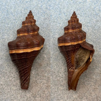 #2 Pugilina morio 51.2mm Gem W/O Bubeque Is. Portuguese Guinea, 1fm