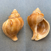 Neptunea behringiana? 83mm F+ Bristol Bay, Alaska 20-40fm