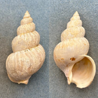 Buccinum plectrum 72.7mm F Bristol Bay, Bering Sea, Alaska 20-40fm