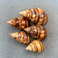 #1 Liguus fasciatus Mixed Lot No Data 32-51mm