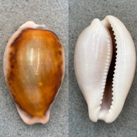 #8 Cypraea spadicea 46mm Fresh Dead, Intertidal, Nicholas Canyon Co. Calif.