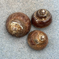 #2 Tegula brunnea Lot 17-22mm F+/++ W/O Warehouse Dist. Monterey, California