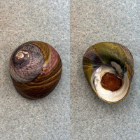 #1 Tegula gallina 26.3mm F++ W/O Marina del Rey Entrance Channel, California