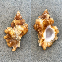 #2 Ceratostoma fournieri 36.4mm F+ Off Central Honshu, Japan