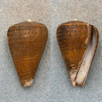 #3 Conus figulinus 55.3mm F++ W/Perio Philippines