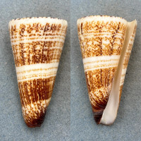 #2 Conus thalassiarchus 75.9mm F+ Siasi, Sulu Sea, Philippines