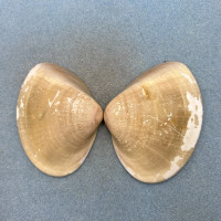 #1 Meretrix lusoria 85.7mm F++ Kii, Japan, Low Tide Veneridae