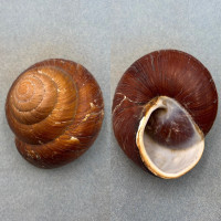 #1 Pararyssota maxima 90.8mm F+ Rosario, Mindanao, Philippines Chronidae