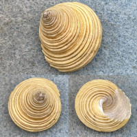 #7 Calliostoma canaliculatum 22.1mm F+ No Data