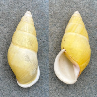 #3 Amphidromus quadrasi versicolor 41mm F+ Balabac, Philippines