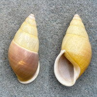 #4 Amphidromus quadrasi versicolor 38.5mm F++ Balabac, Philippines