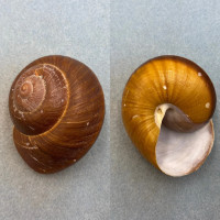 #1 Ryssota ovum 82.6mm F+ Philippines, 1956 Chronidae