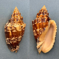 Voluta ebraea 160mm F+ Crabbed, In Lobster Pots, Natal, Brazil