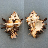 #9 Hexaplex cichoreum 106.6mm F+ Sorsogon Bay, Philippines