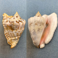 #3 Strombus (Lobatus) raninus 89.6mm F++ No Data