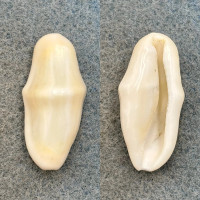 Cyphoma gibbosum 30.9mm F++ Grenada, W. Indies 3fm On Gorgonidae