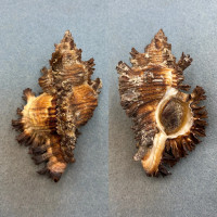 #19 Chicoreus torrefactus 104.6mm F+ W/O Shelter Is. Hong Kong 20'