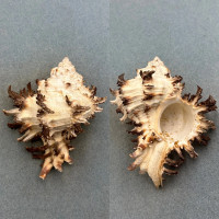 #8 Hexaplex cichoreum 104.1mm F+ Sorsogon Bay, Philippines